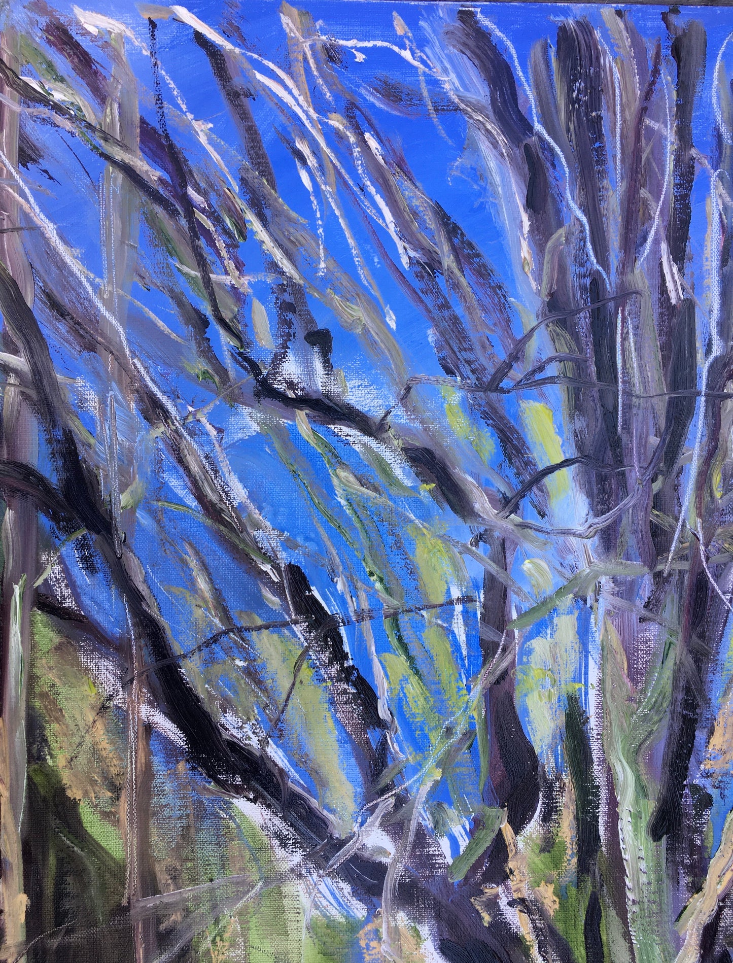 Trees, 9:00 am, May 7th, 2020