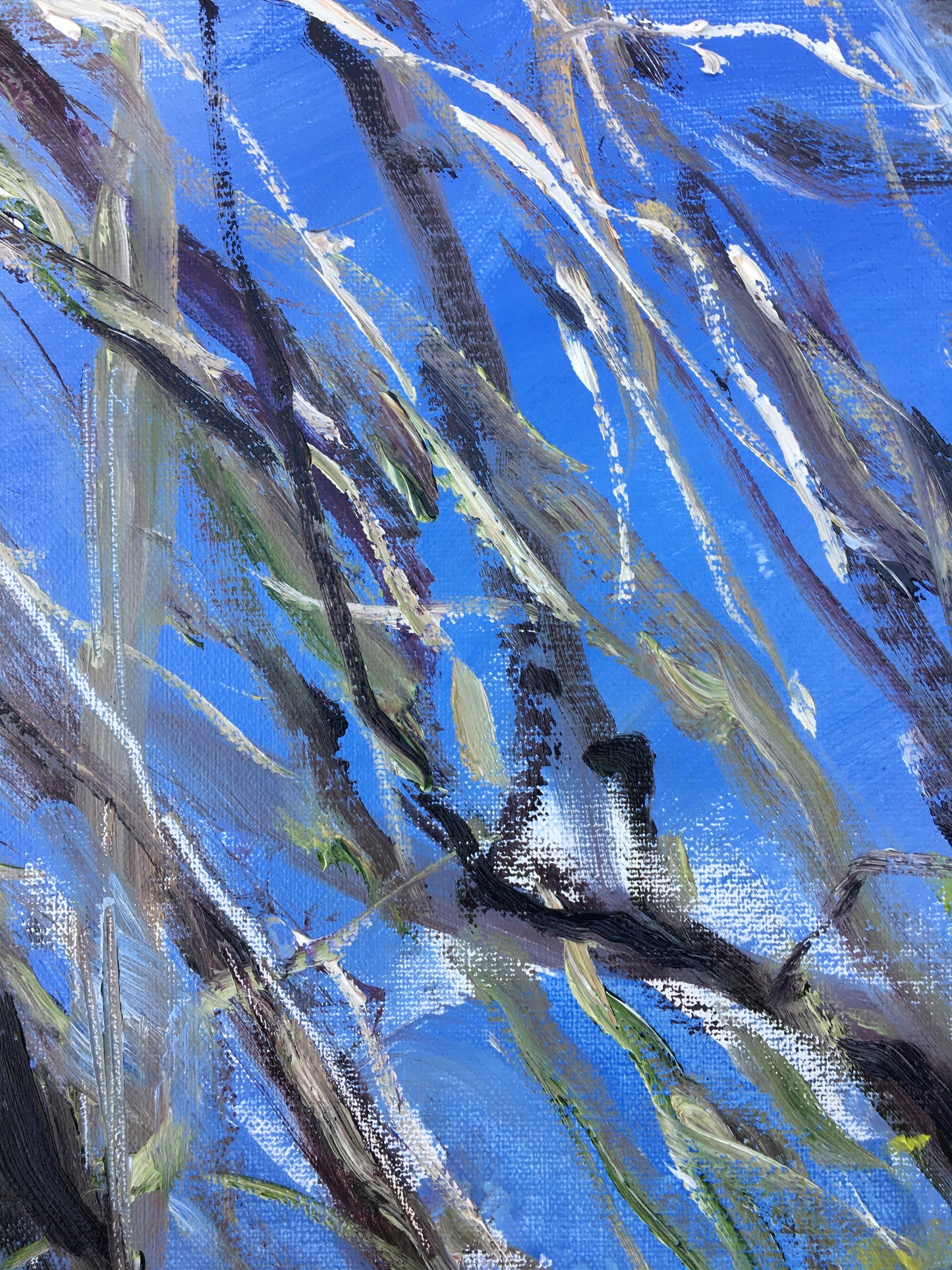 Trees, 9:00 am, May 7th, 2020