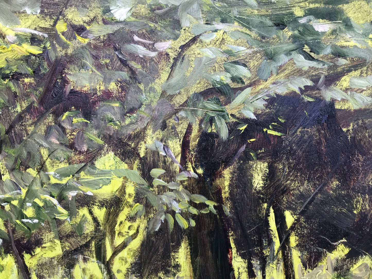 Undergrowth, Late Afternoon, July 31st, 2021