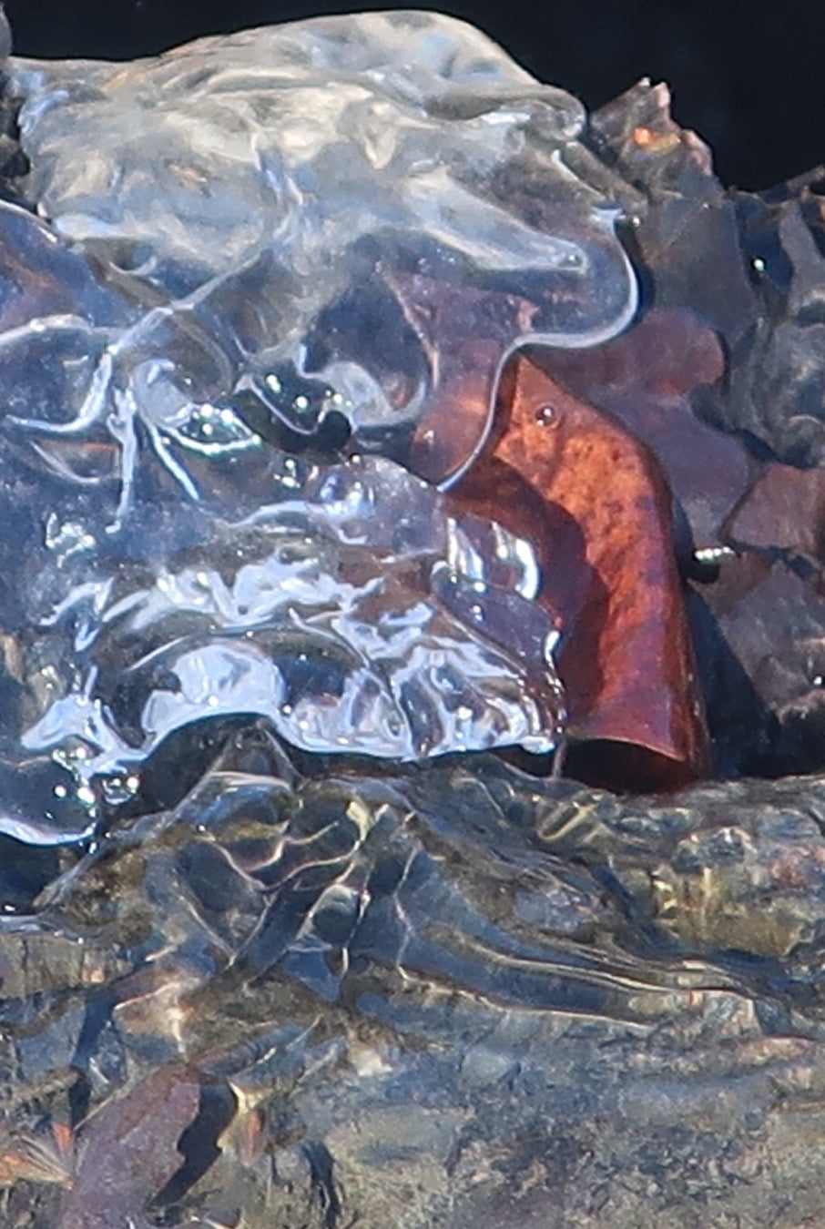 Ambiguity Series #5 (Ice and Leaf) 1/20