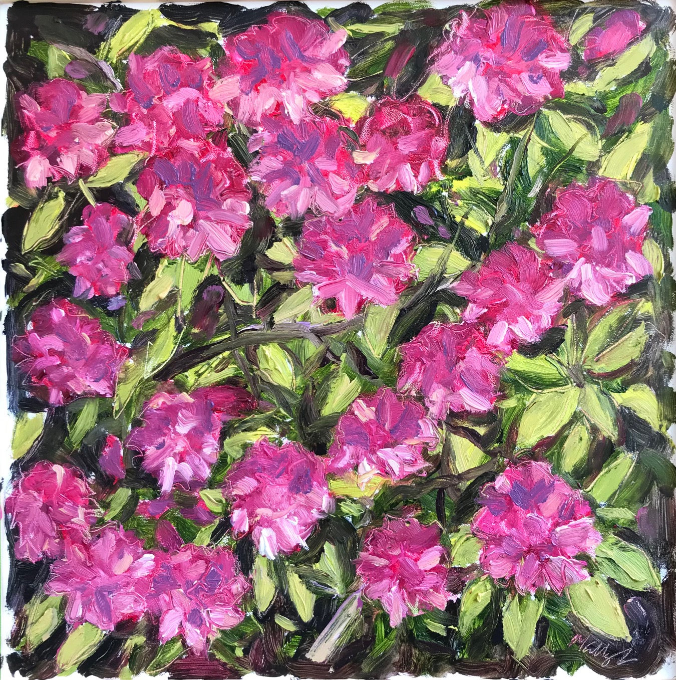 Rhododendrons, Memorial Day, 2023