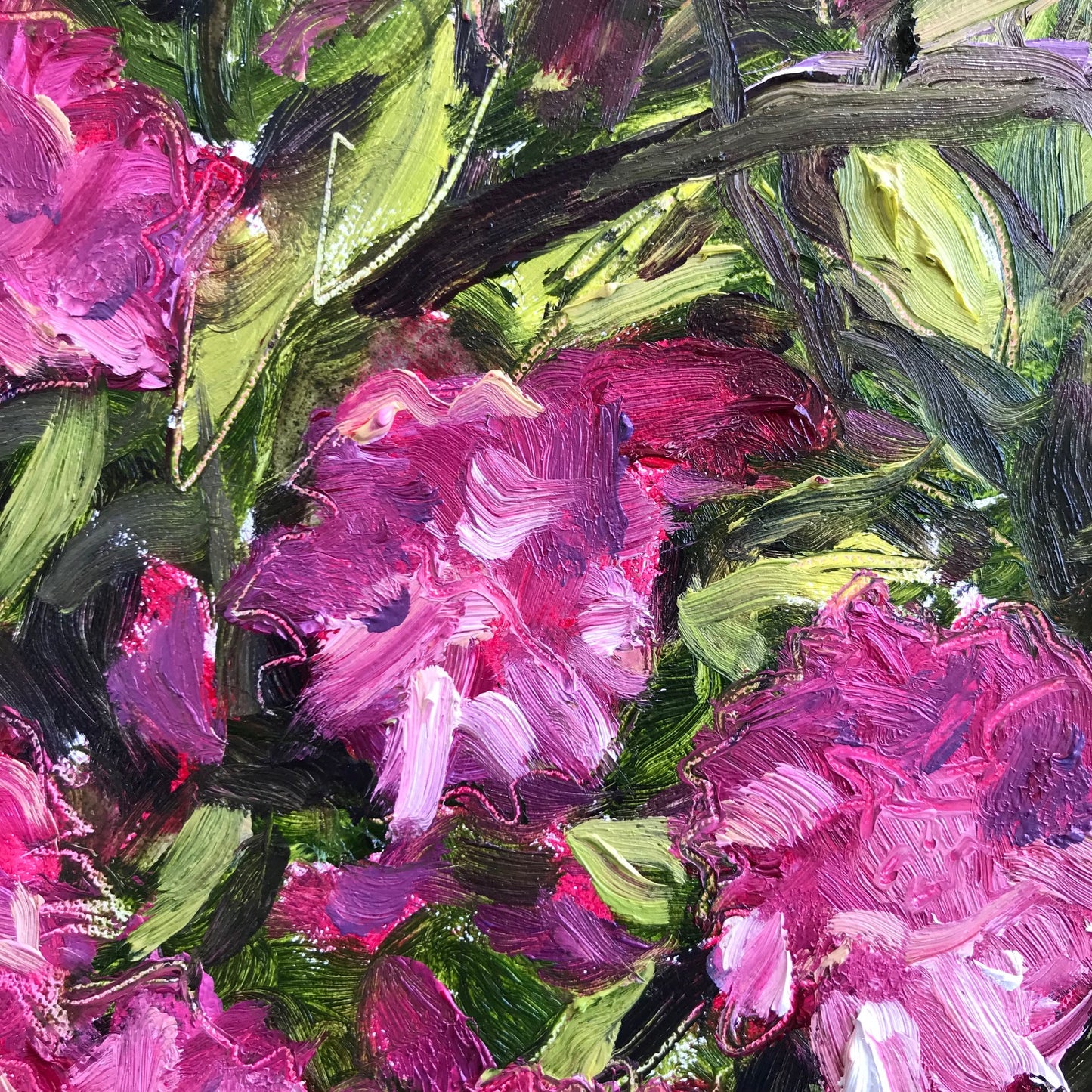 Rhododendrons, Memorial Day, 2023