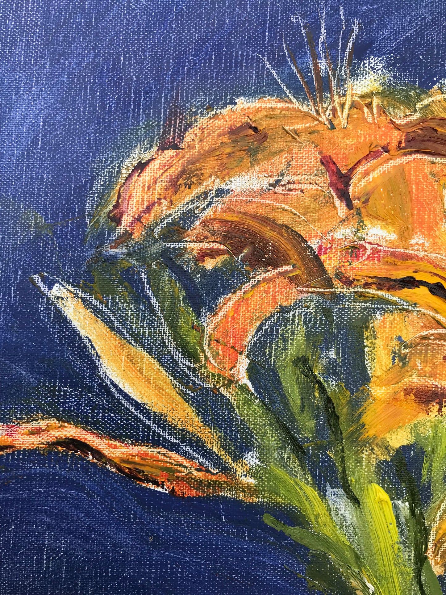 Daylilies, July 1st, 2023