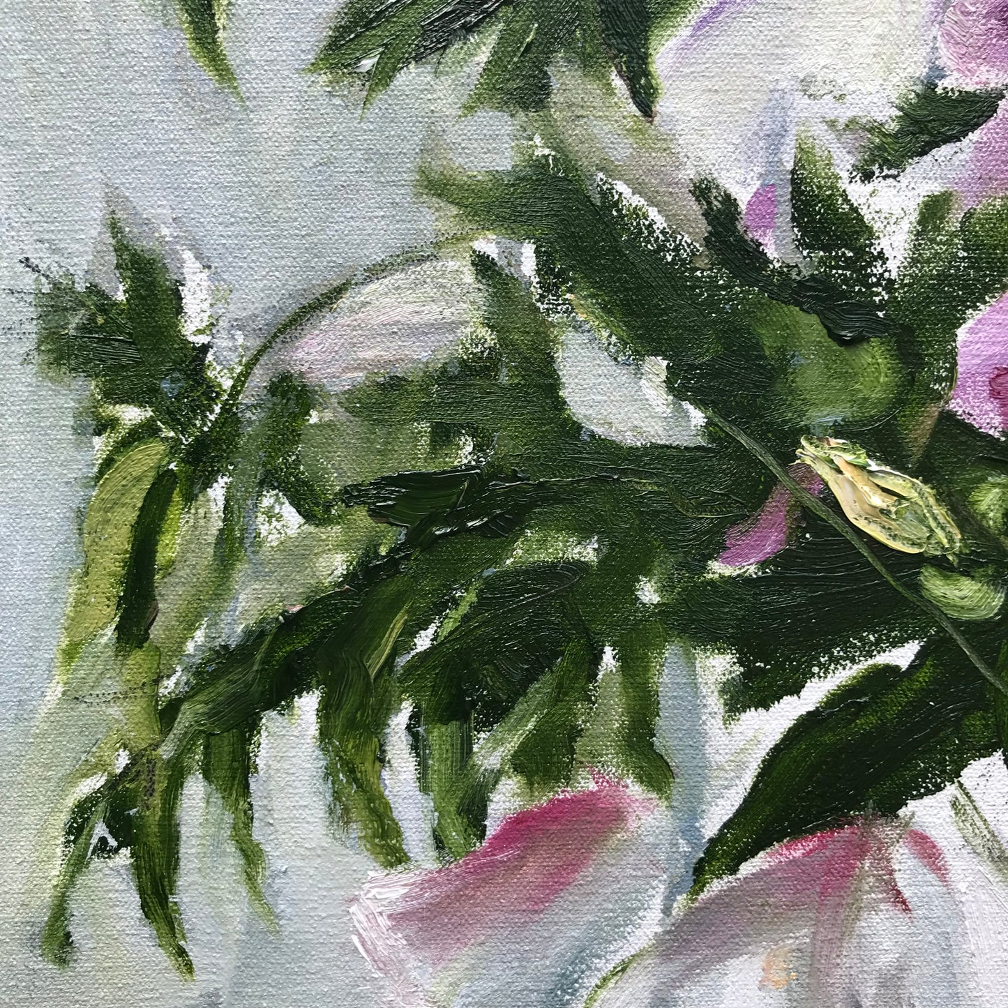 Hibiscus, July 23rd, 2023