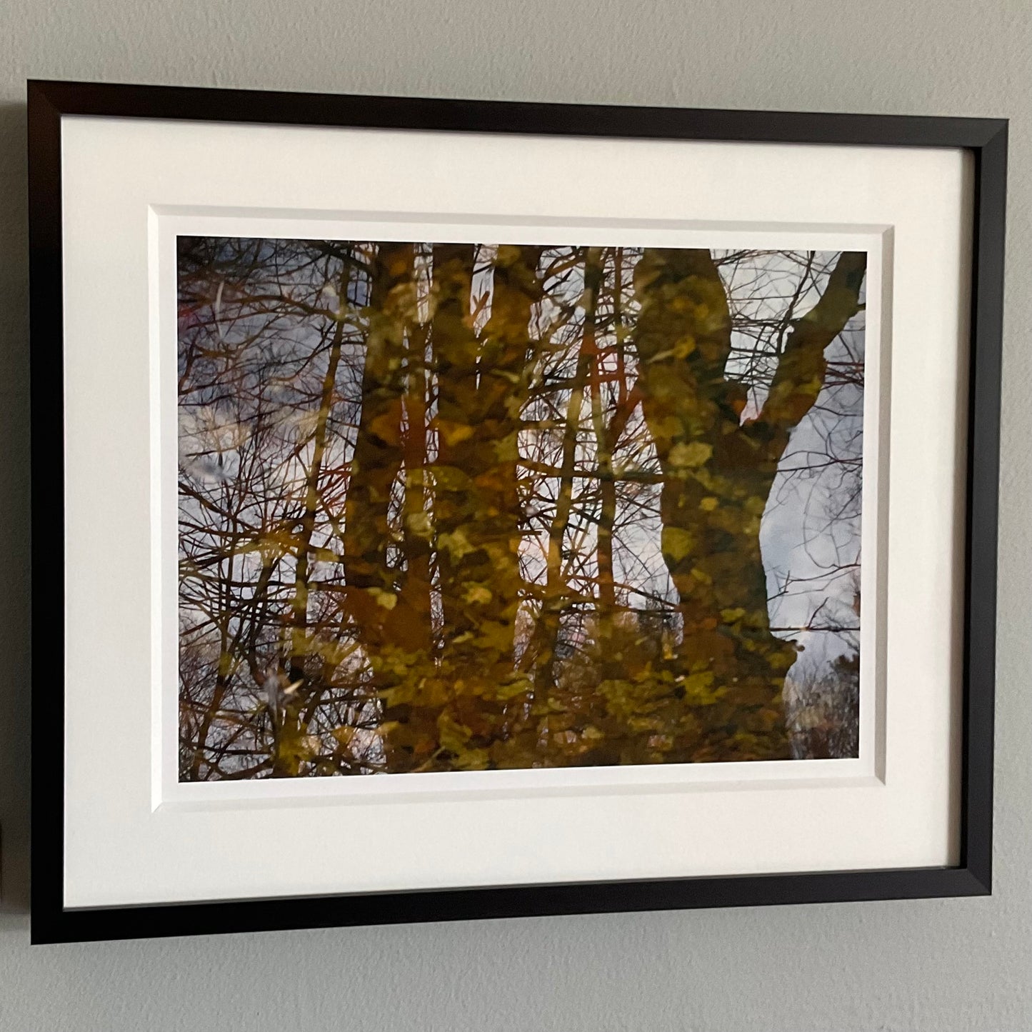 Ambiguity Series #16 (Reflection: Trees on Leaves) 1/20