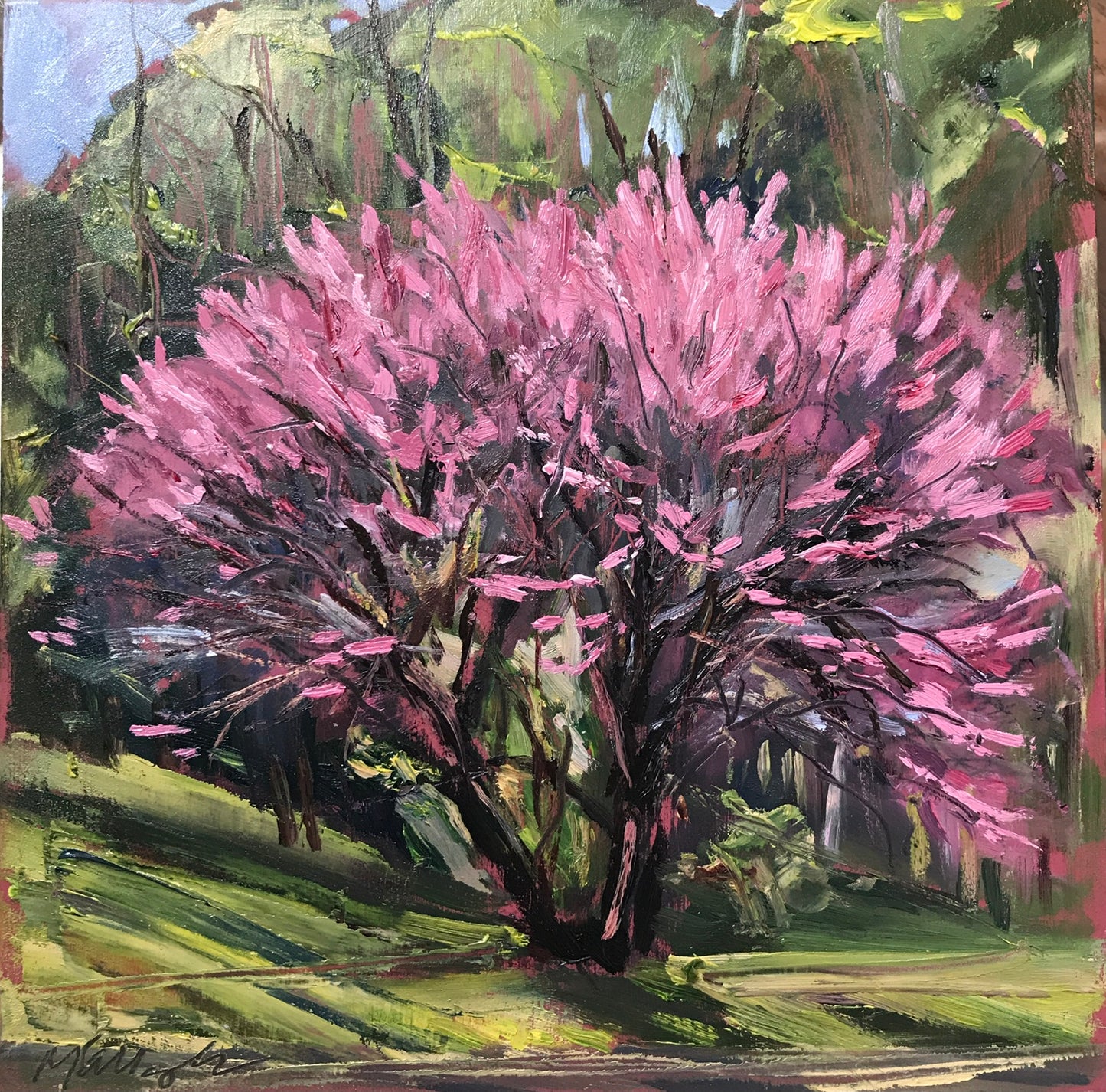 Redbud, May 2nd, 2021