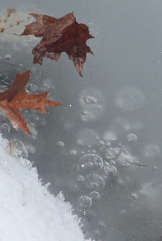 Ambiguity Series #4 (Air Bubbles and Leaves) 2/20