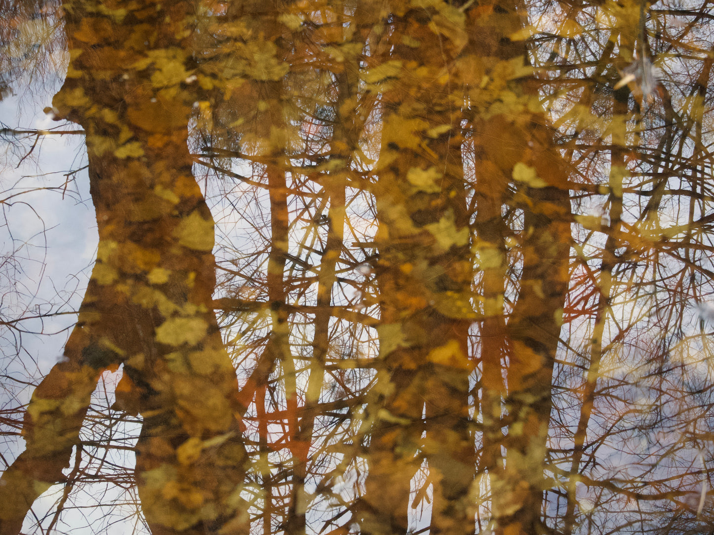Ambiguity Series #16 (Reflection: Trees on Leaves) 1/20