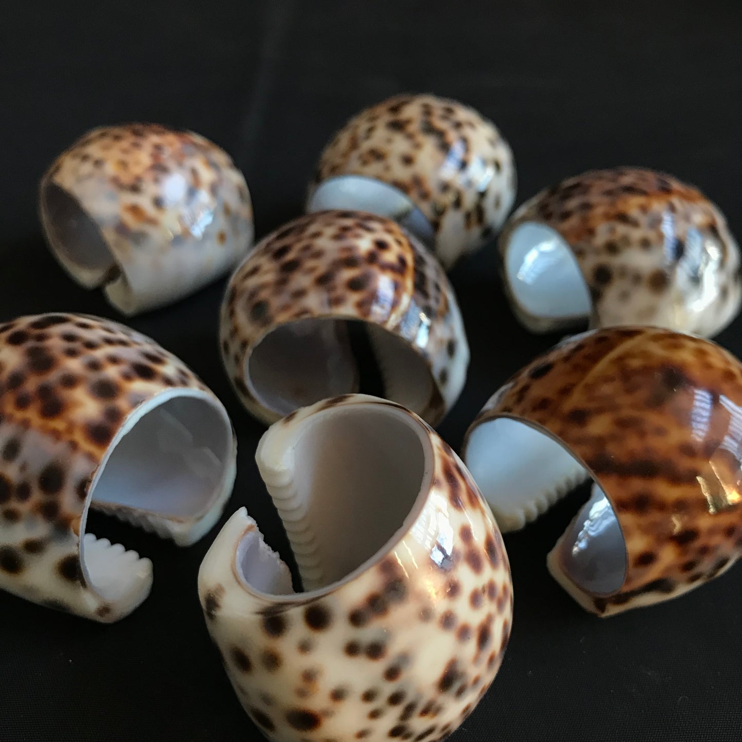 Polished Cowrie Shell Napkin Rings