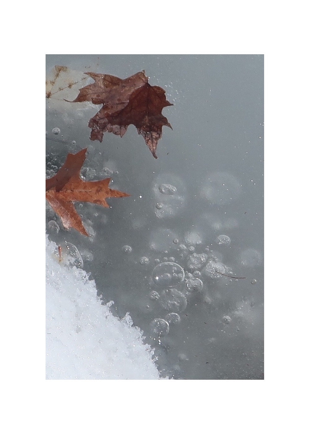 Ambiguity Series #4 (Air Bubbles and Leaves) 1/20